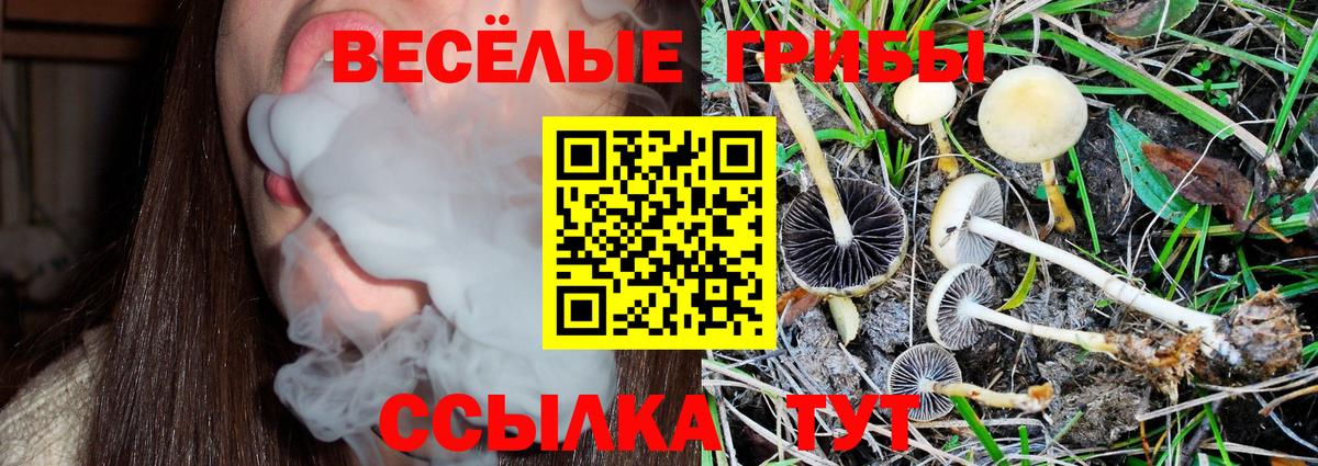 Псилоцибиновые грибы Cubensis Ахтубинск